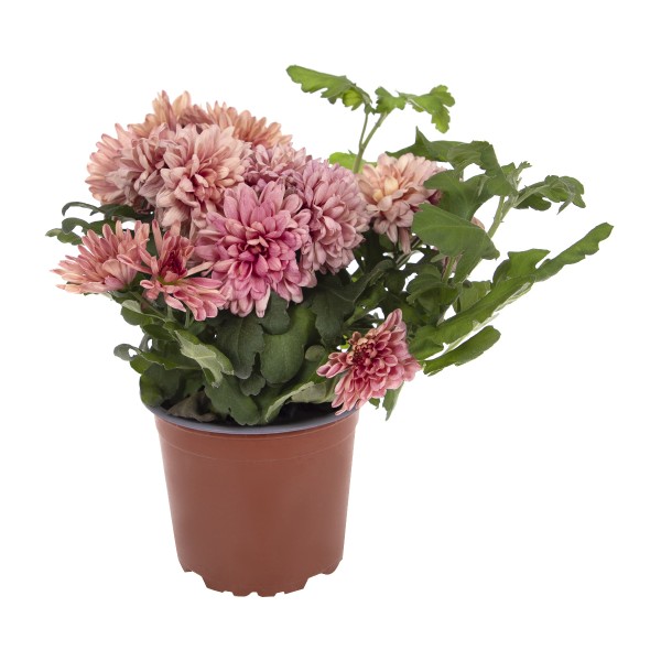 Цветы Хризантема кустовая D12 (Л) (товар может отличаться от товара на фото)*