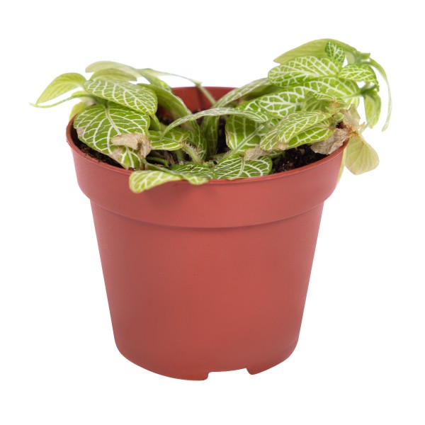 Цветы Фиттония Микс 20/8