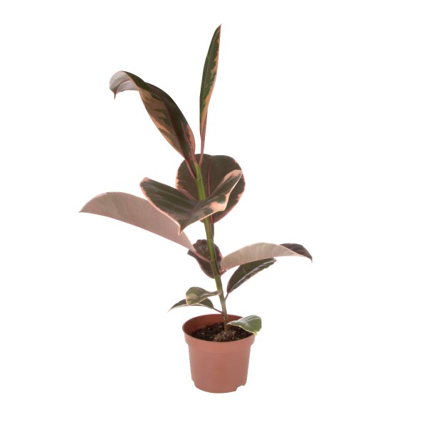 Цветы Фикус Эластика Белиз 45/12 (БС)