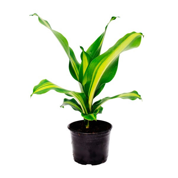 Цветы Драцена D10,5 H30 ТК Ярославский