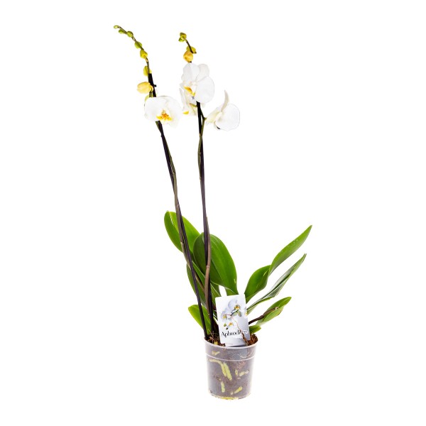 Цветы Орхидея Фаленопсис 65/12 (товар может отличаться от товара на фото)*
