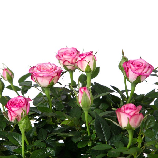 Цветы Роза Микс 30/10 (товар может отличаться от товара на фото)*
