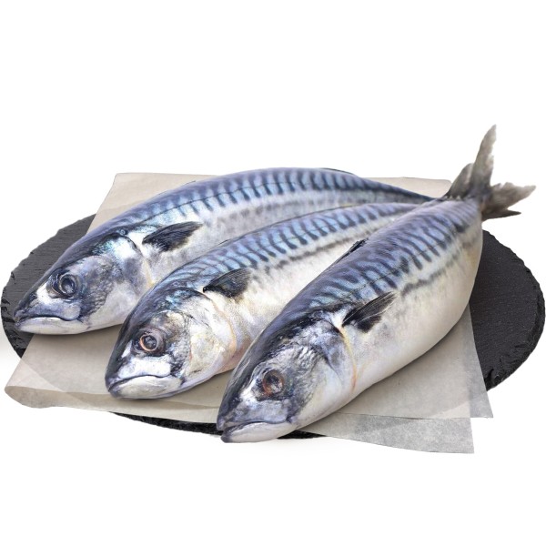 Скумбрия с головой производство Макси