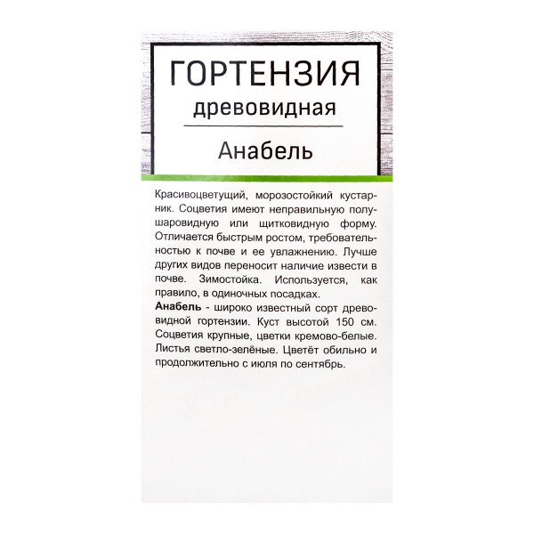 Гортензия древовидная в тубе Поиск