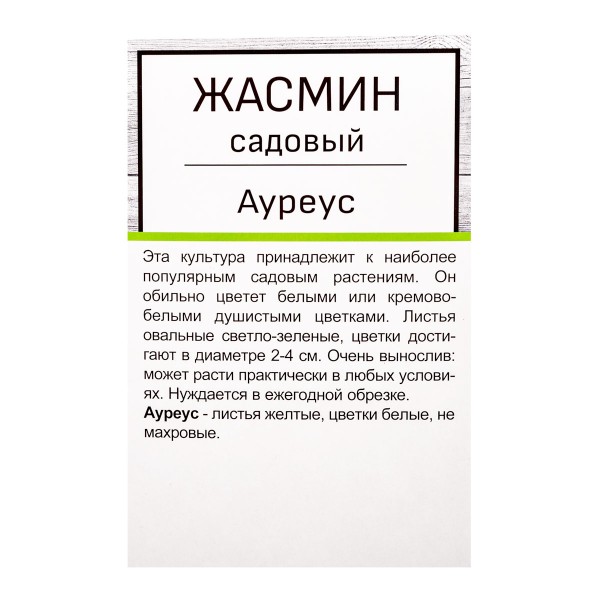 Жасмин садовый в тубе Поиск