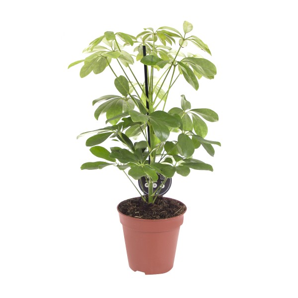 Цветы Шефлера нора 45/13 (БС)