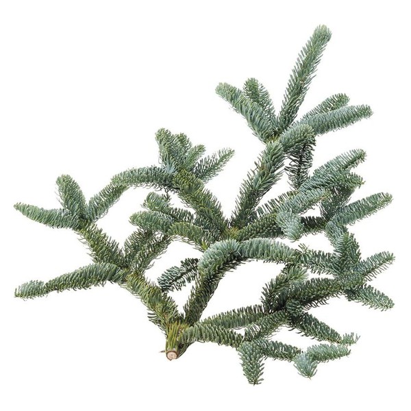 Ветка нобилиса