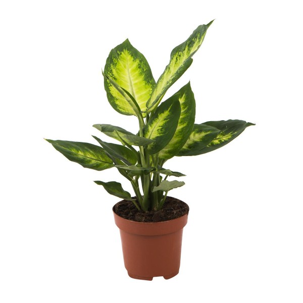 Цветы Диффенбахия микс 40/13 (БС)