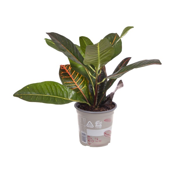 Цветы Кротон Петра 45/13 (БС)