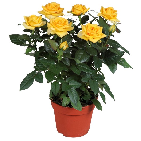 Цветы Роза Кордана микс 30/10 (БС) купить в сети магазинов Макси в  Новодвинске