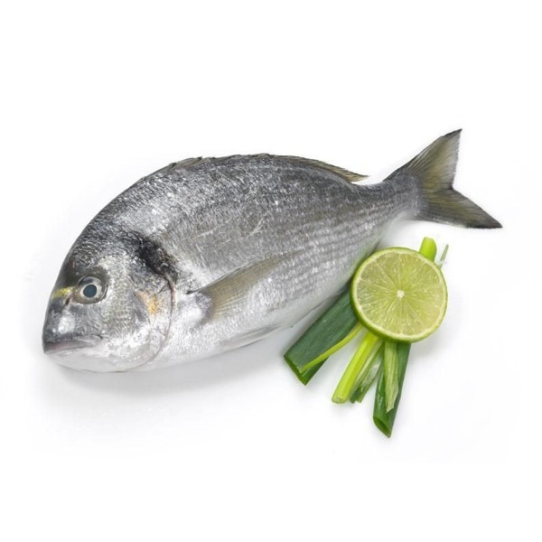 Дорадо замороженная производство Макси