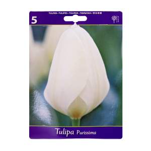 Семена: луковицы тюльпана "purissima" 10-11мм 5шт