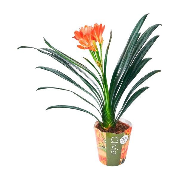 Цветы Кливия Мината 55/14 (БС)